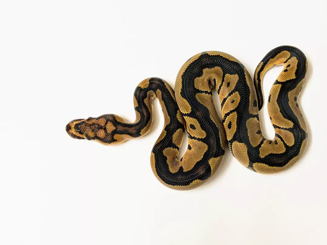 Clown female 2411-F-4
 Weight: 245Diet: mouse (frozen/thawed)
 DOB: 45582 thumbnail