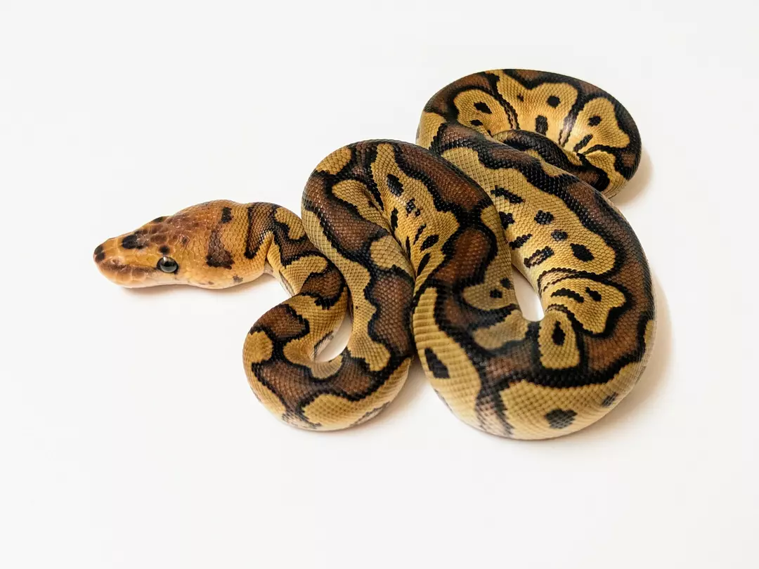 Cypress Enchi Clown male 2412-M-3
 Weight: 255Diet: mouse (frozen/thawed)
 DOB: 45595 thumbnail