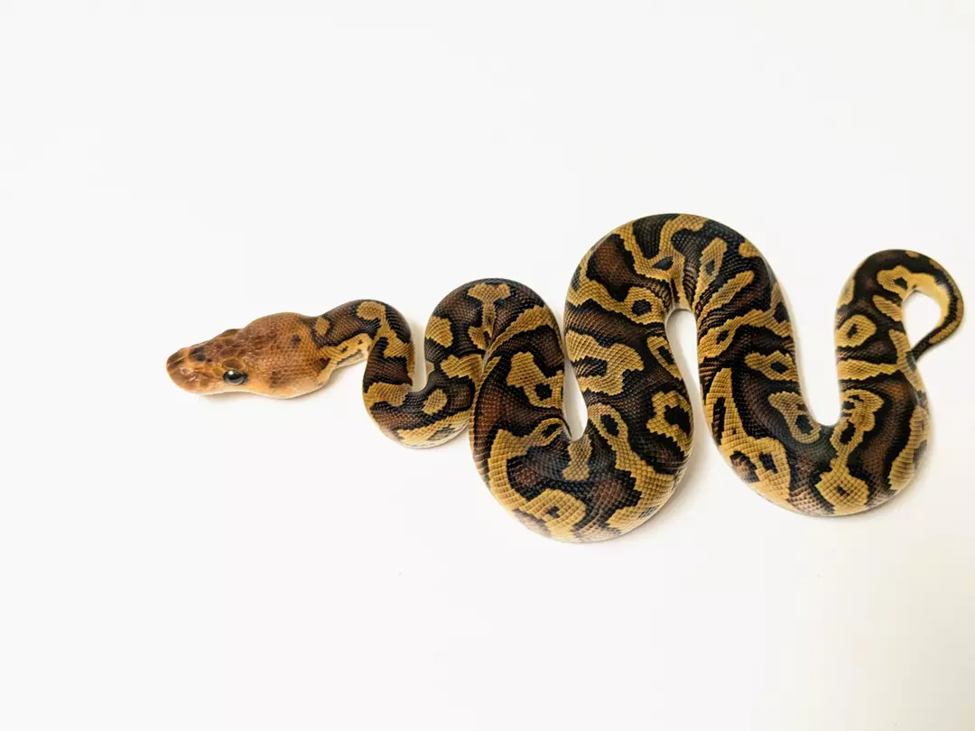 Cypress Clown female 2411-F-2
 Weight: 260Diet: mouse (frozen/thawed)
 DOB: 45582 thumbnail