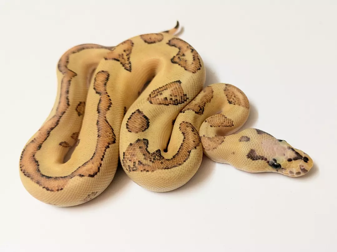 Vanilla Cream Enchi Clown male 2409-M-1
 Weight: 270Diet: mouse (frozen/thawed)
 DOB: 45556 thumbnail