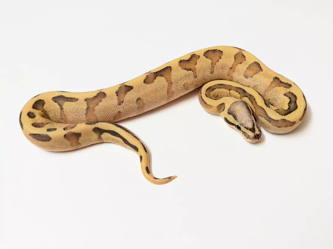 Vanilla Cream Enchi Het Clown female 2413-F-1
 Weight: 250Diet: mouse (frozen/thawed)
 DOB: 45595 thumbnail