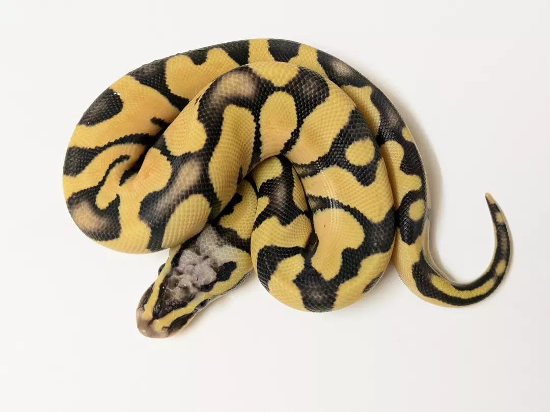 Enchi Pastel Desert Ghost male 2407-M-2
 Weight: 315Diet: mouse (frozen/thawed)
 DOB: 45493 thumbnail