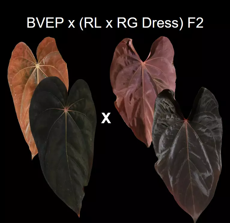 Anthurium BVEP x (Ralph Lynam x RG Dressleri) F2 seedling thumbnail