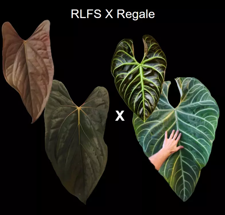 Anthurium RLFS x Regale seedling thumbnail