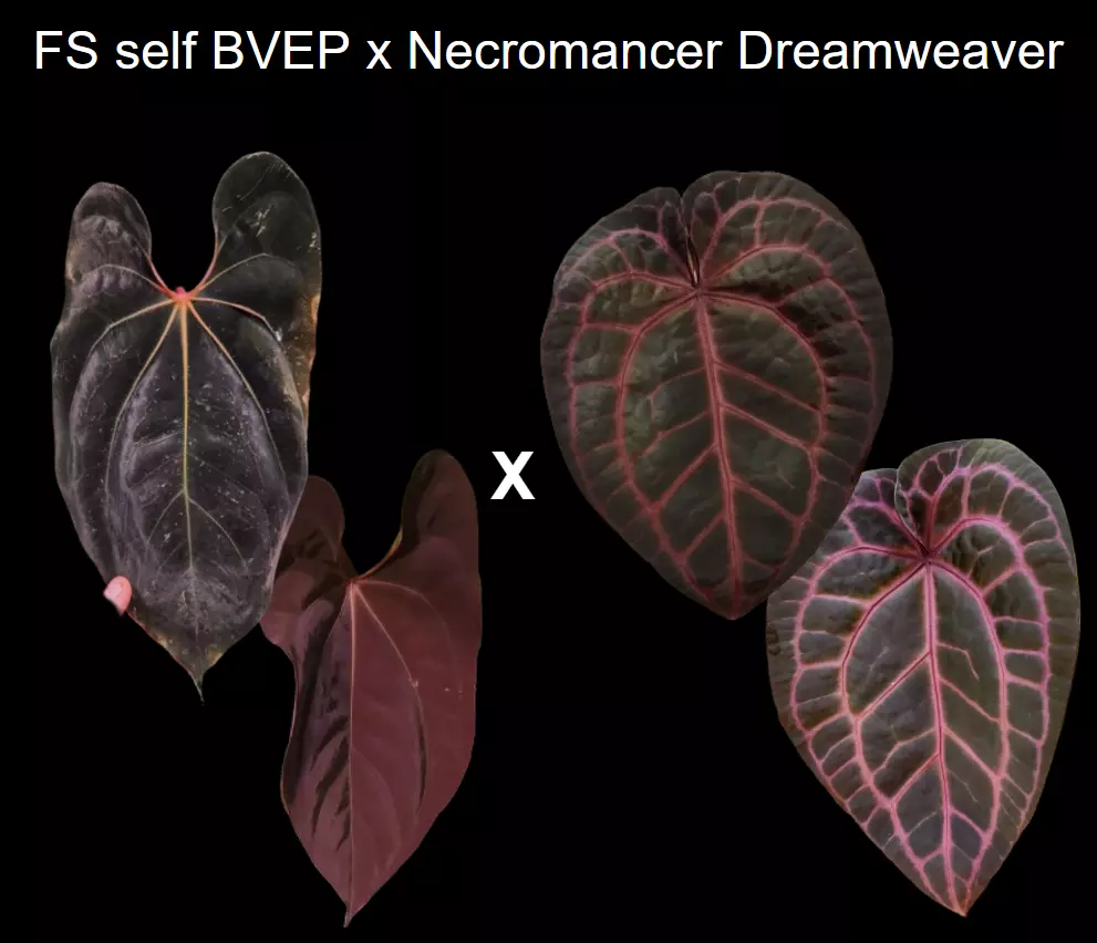 Anthurium Red-vein Pap x Necromancer Dreamweaver seedling thumbnail