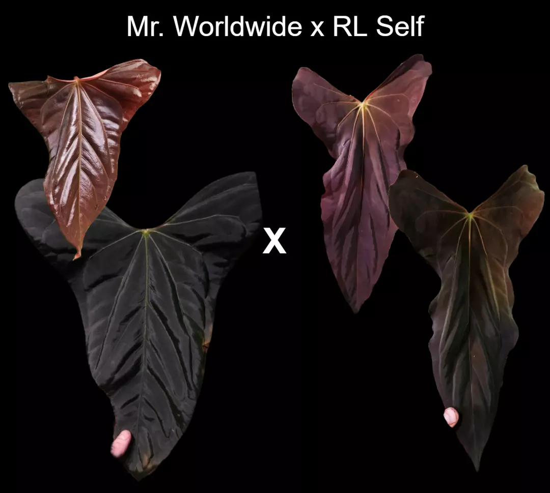 Anthurium Mr.Worldwide x RL self papillilaminum wide sinus germinated seed thumbnail
