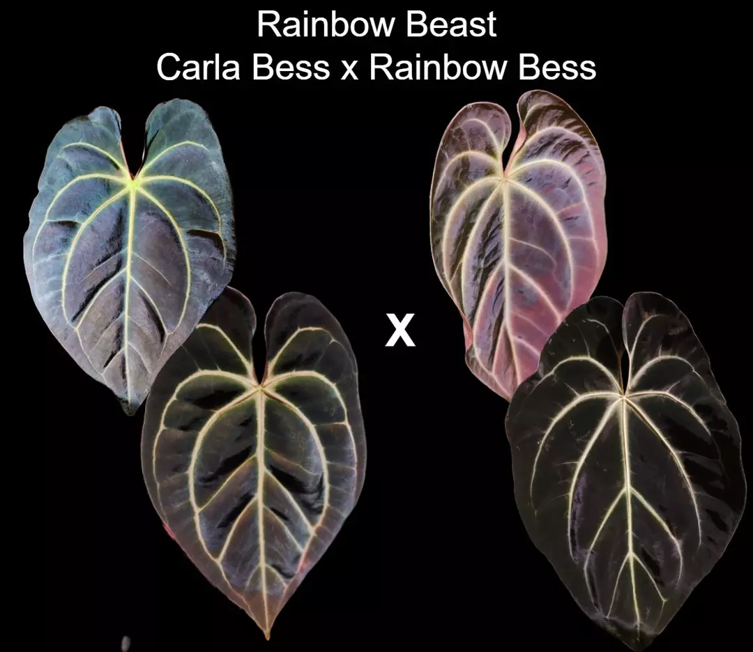 Anthurium 'Rainbow Beast' Besseae aff seedling thumbnail