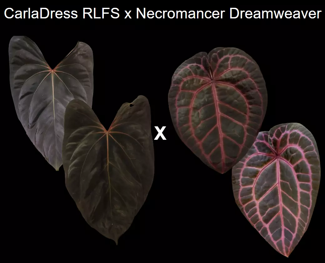 Anthurium CarlaDress RLFS x Necromancer Dreamweaver seedling thumbnail