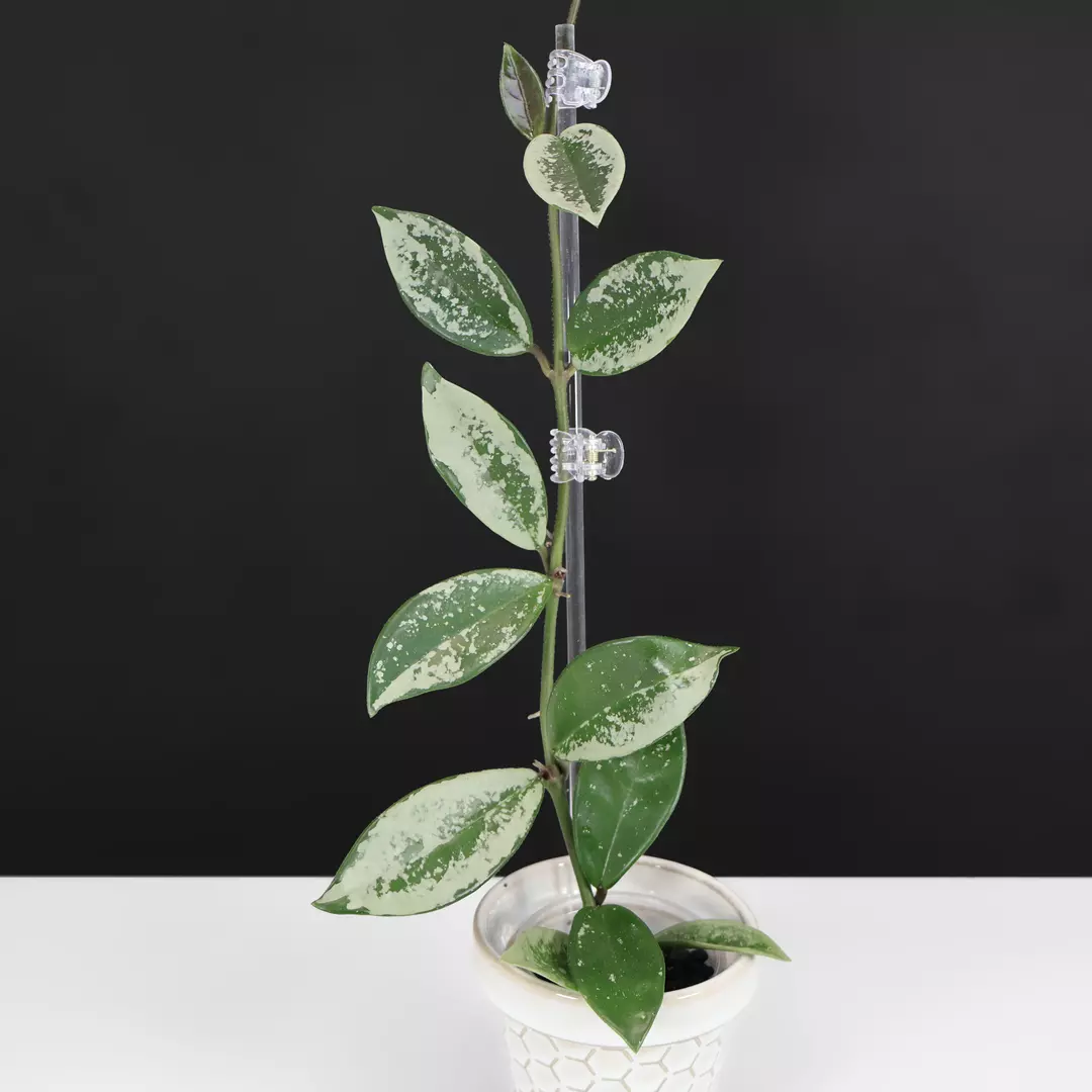 Hoya AH074; Carnosa Silver Moon thumbnail