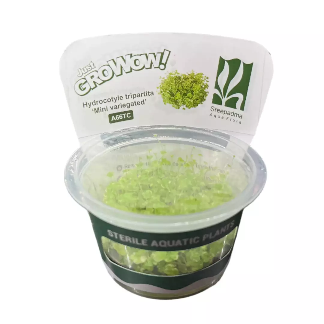Hydrocotyle tripartita 'Mini Variegated' thumbnail