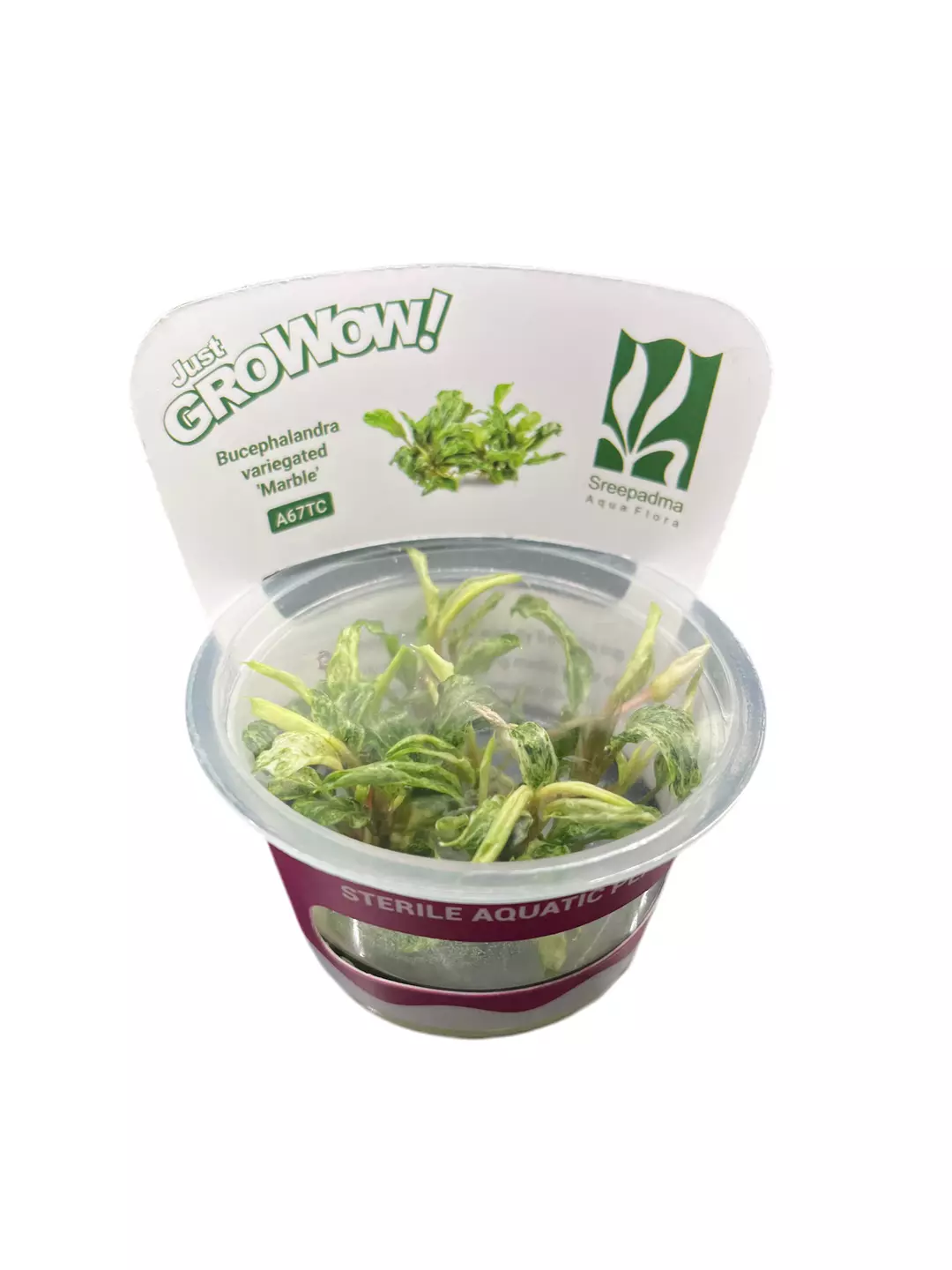 Bucephalandra variegated “Marble” thumbnail