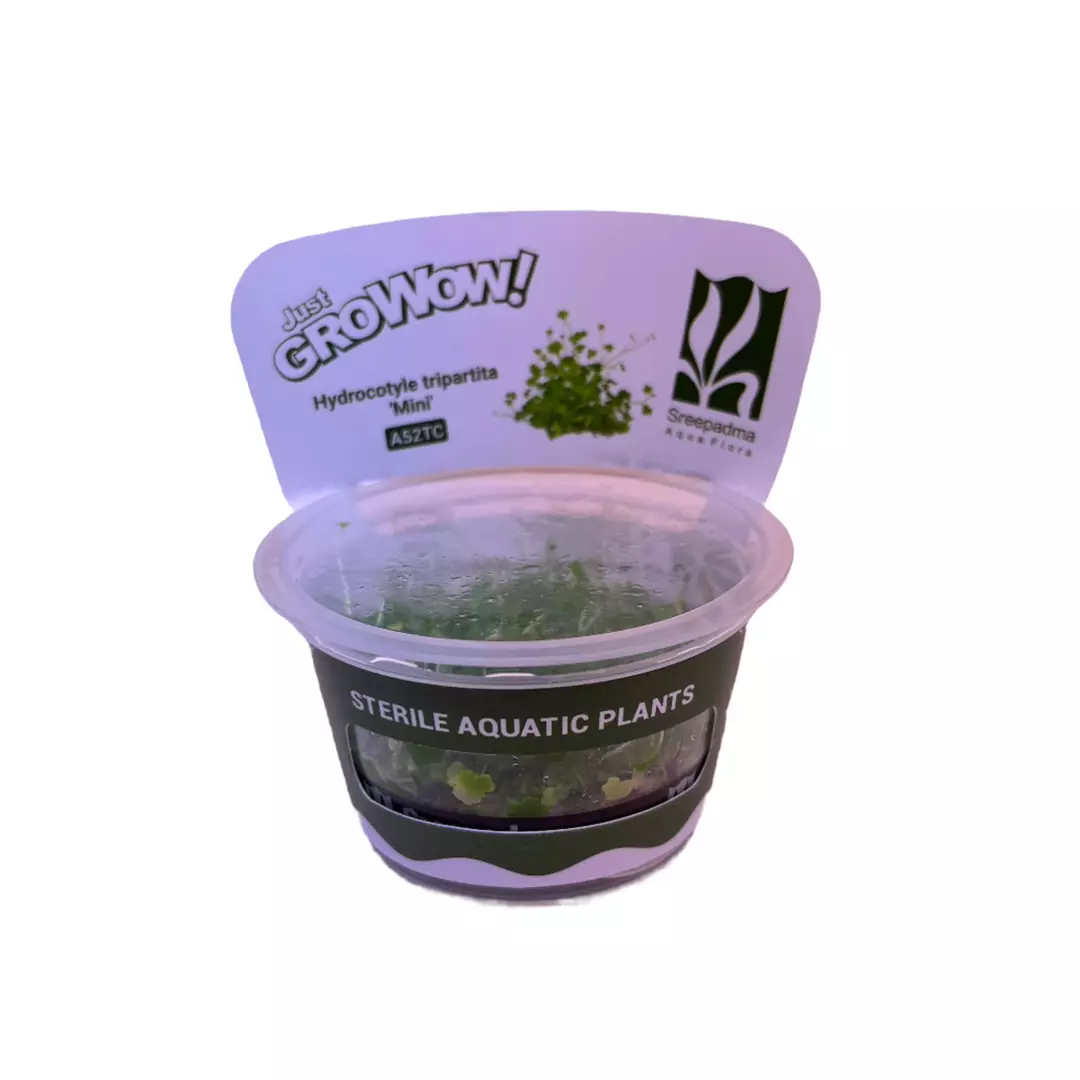 Hydrocotyle Tripartita Mini thumbnail