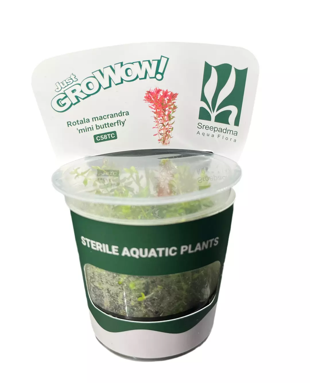 Rotala Macrandra 'Mini Butterfly' thumbnail