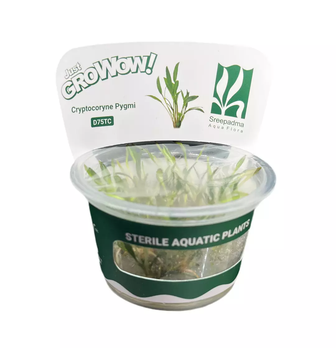 Cryptocoryne pygmi thumbnail