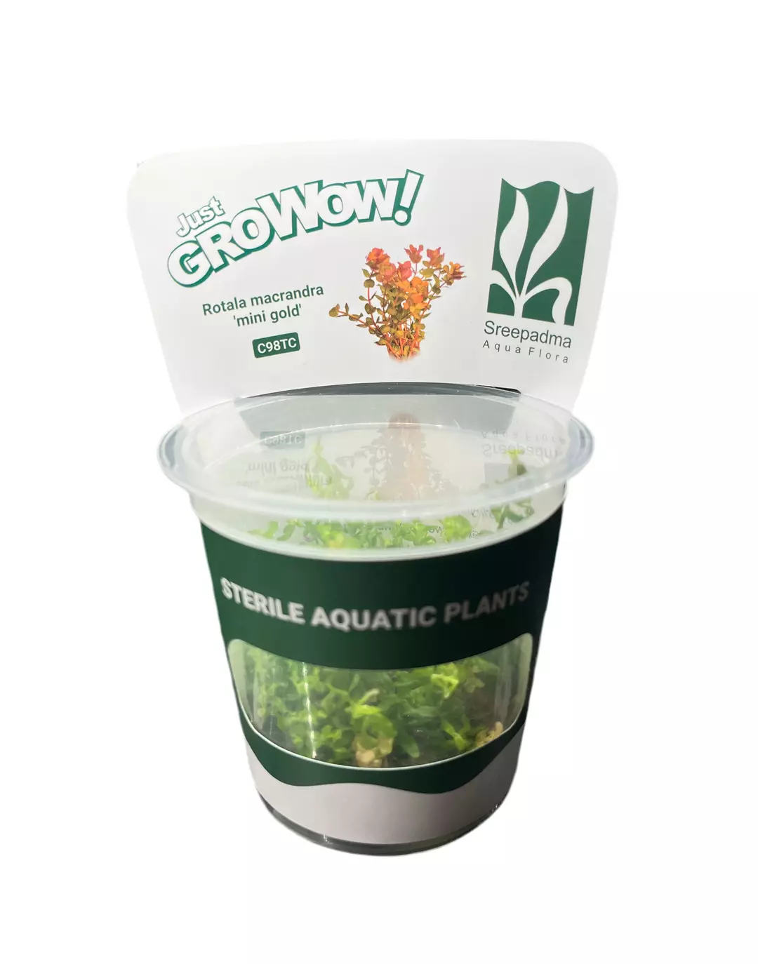 Rotala Macrandra 'Mini Gold' thumbnail