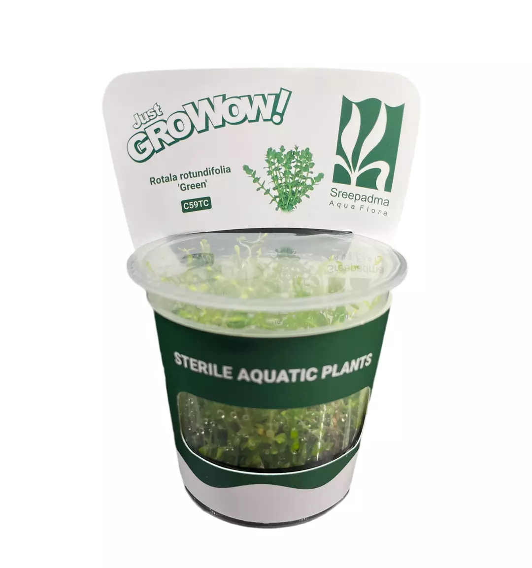 Rotala Rotundifolia 'Green' thumbnail