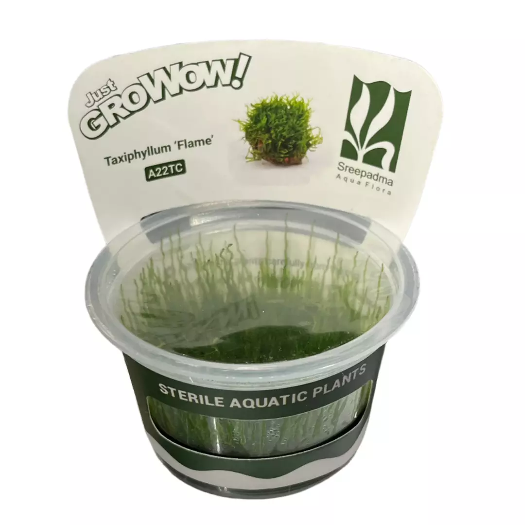 Taxiphyllum sp. 'Flame' thumbnail
