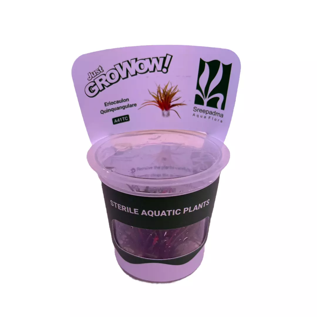 Eriocaulon Quinquangulare thumbnail