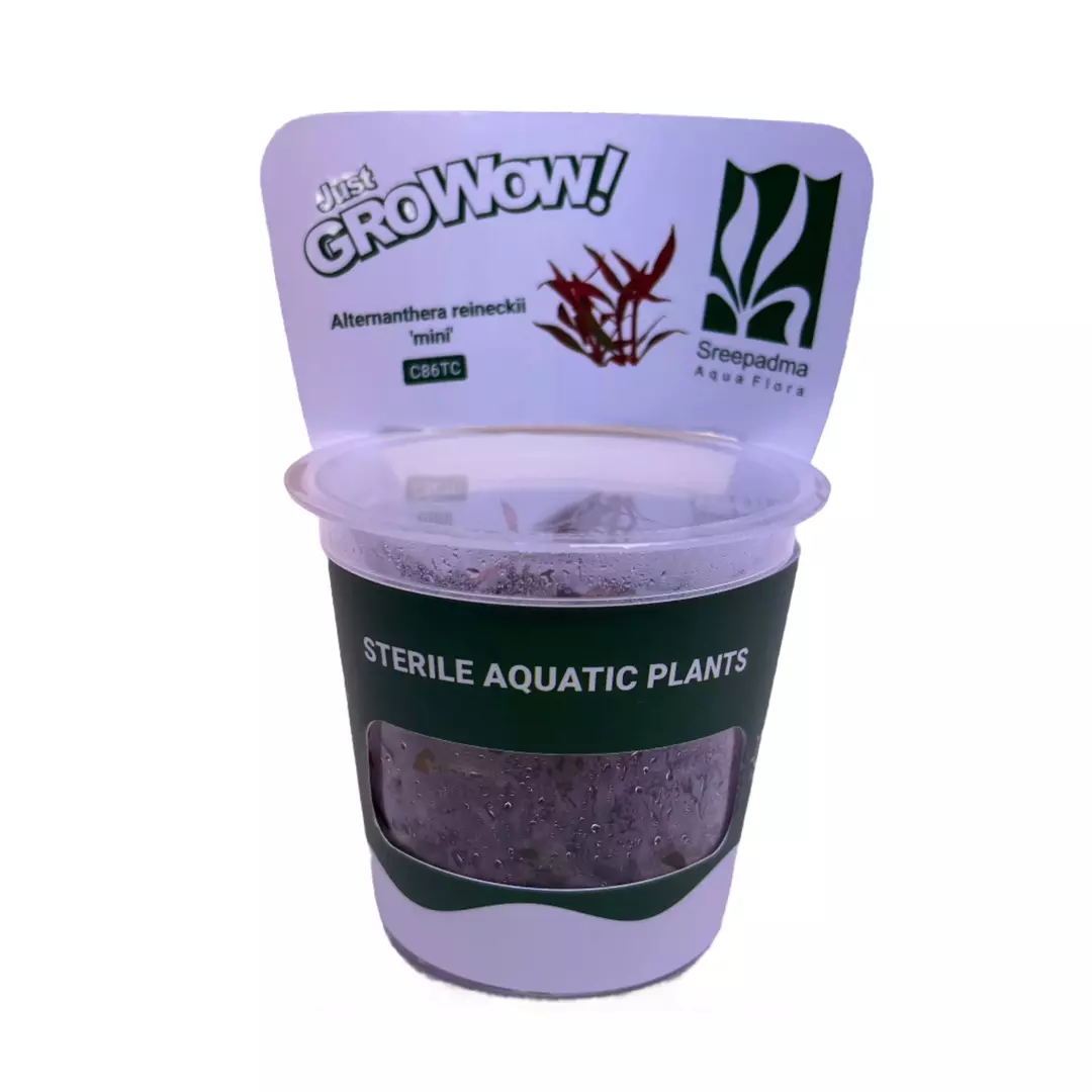 Alternanthera reineckii mini thumbnail