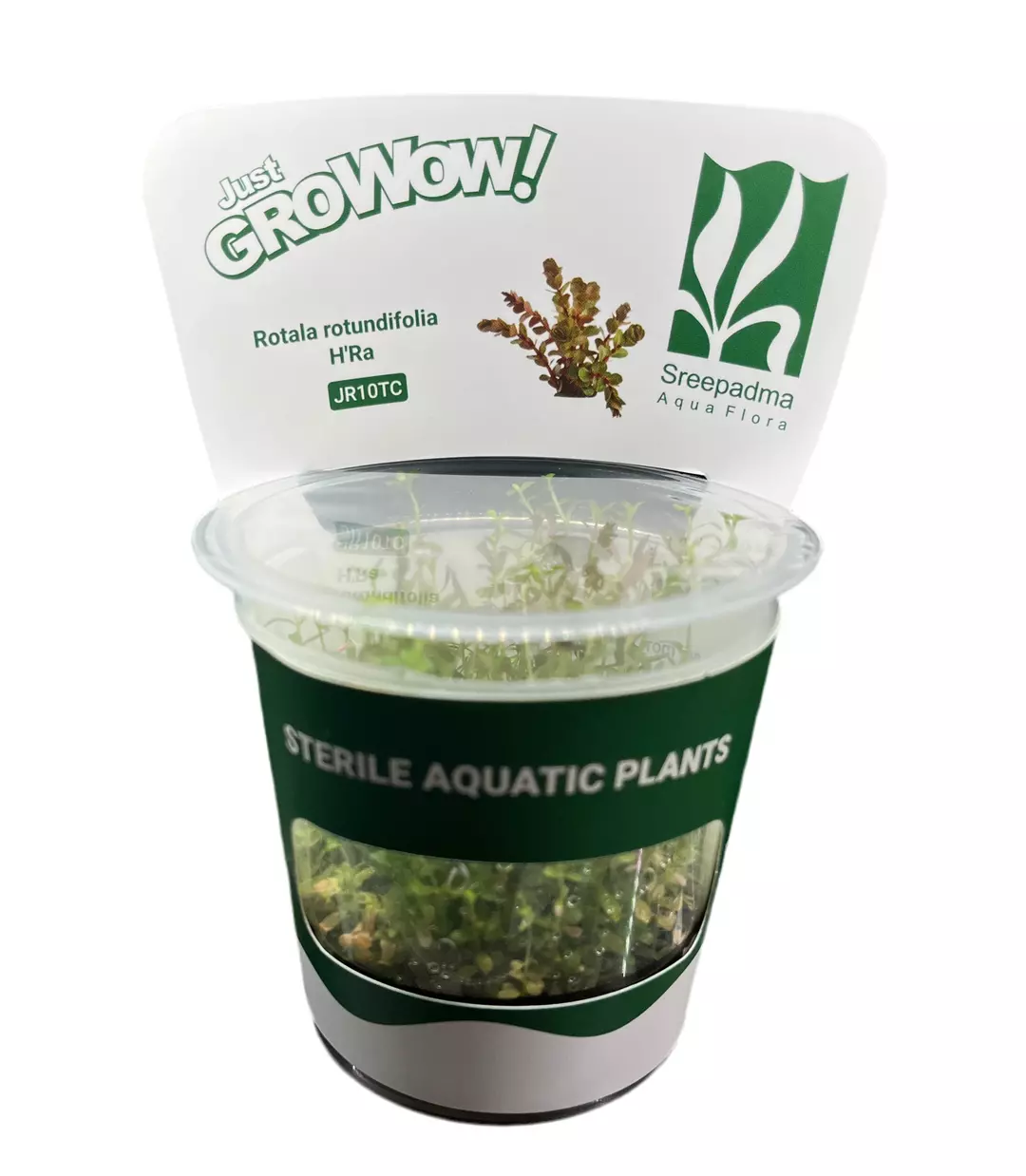 Rotala Rotundifolia HRA thumbnail