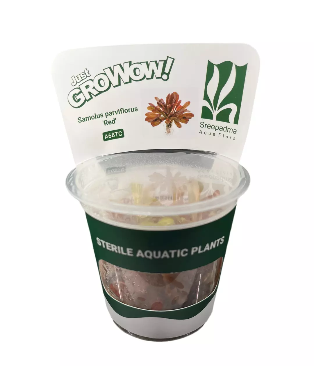 Samolus Parviflorus (Red) thumbnail