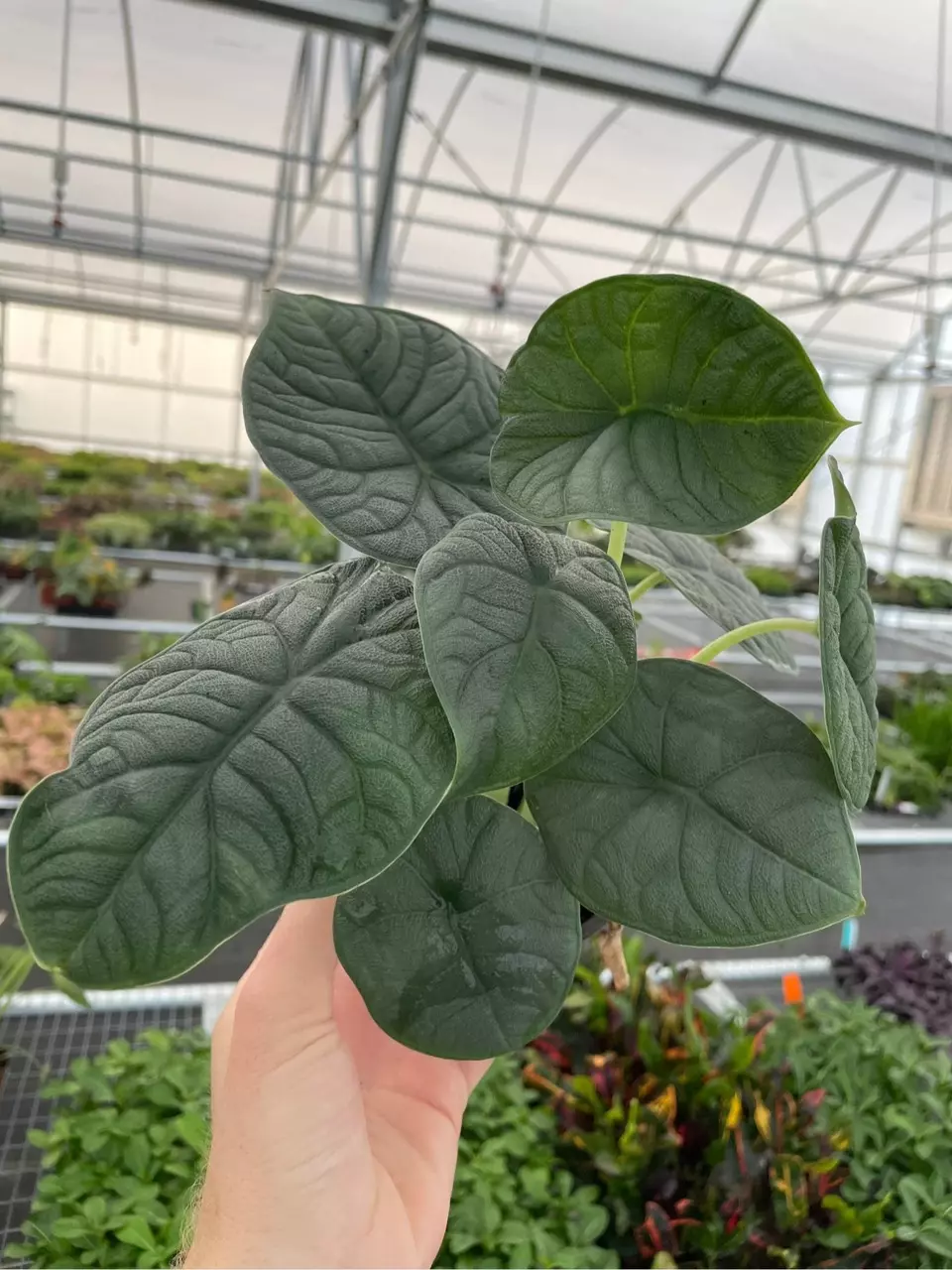 Alocasia melo 4” pot growers choice thumbnail