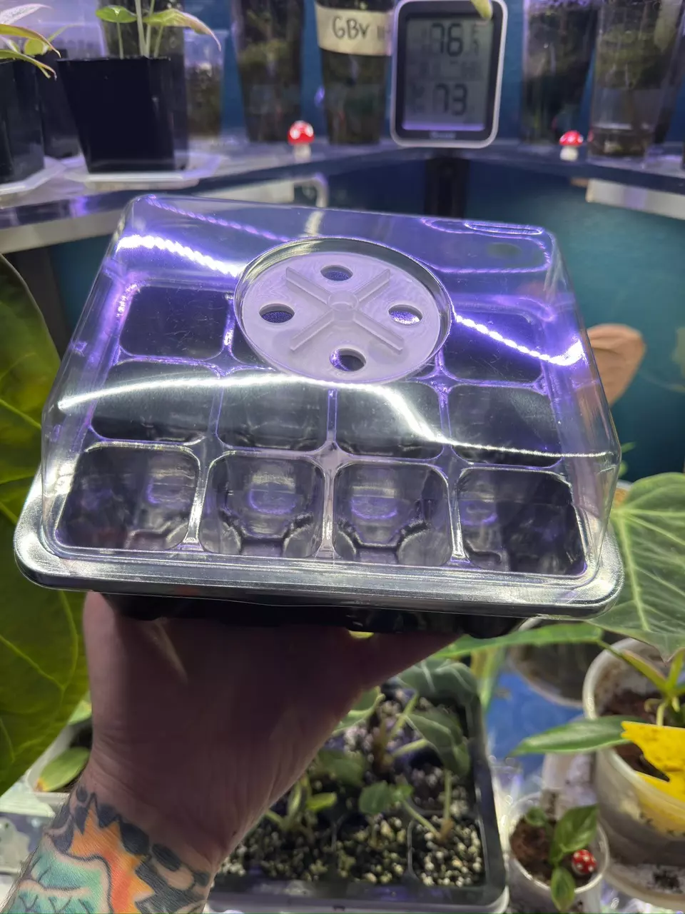 12 Cell acclimation/Starter Tray thumbnail