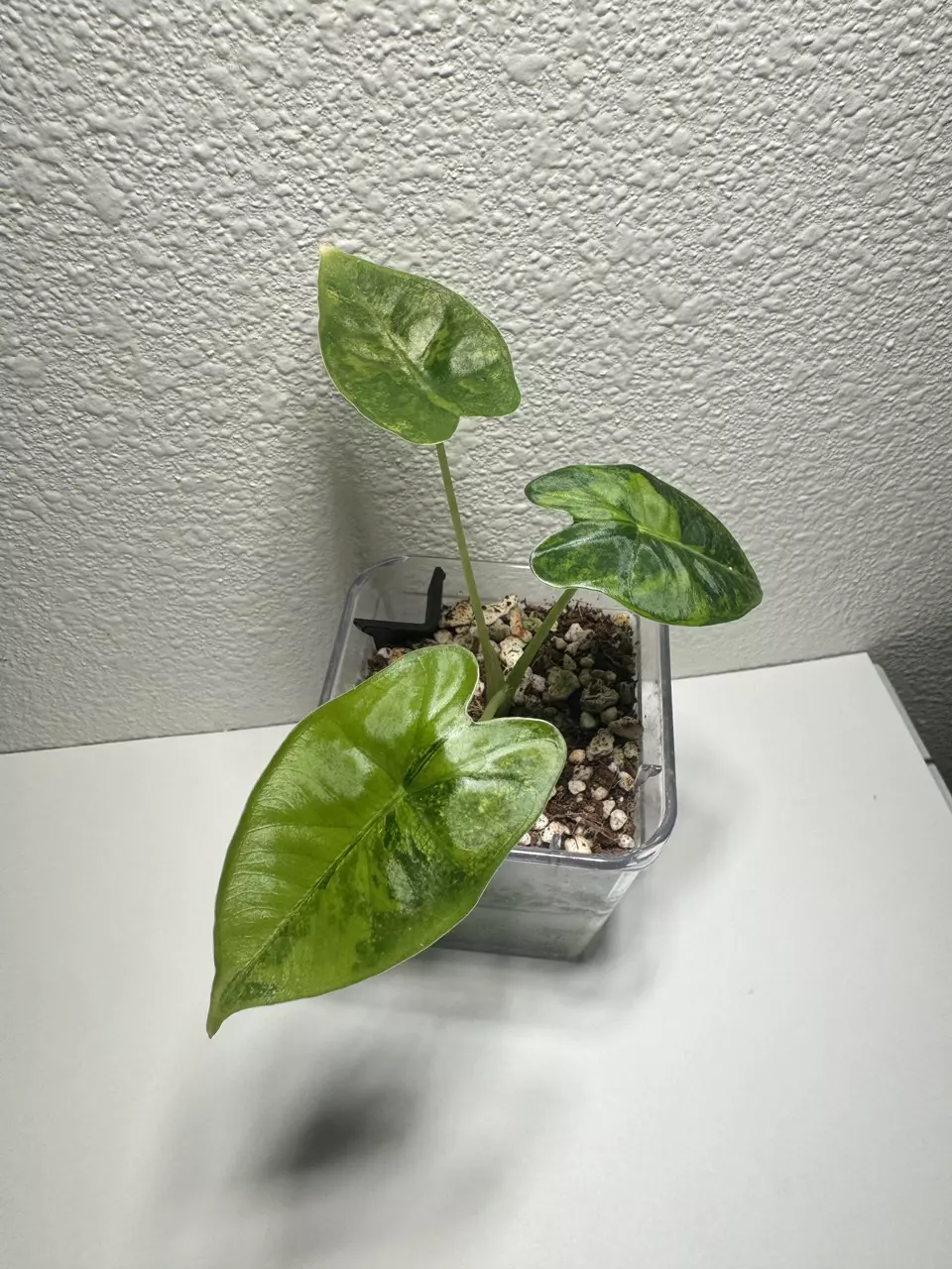 Frydek Aurea thumbnail