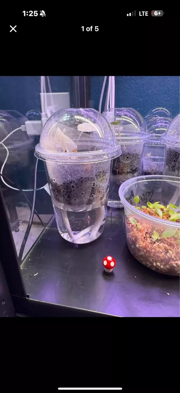 Self Watering Corm/Pup/Prop Cup thumbnail