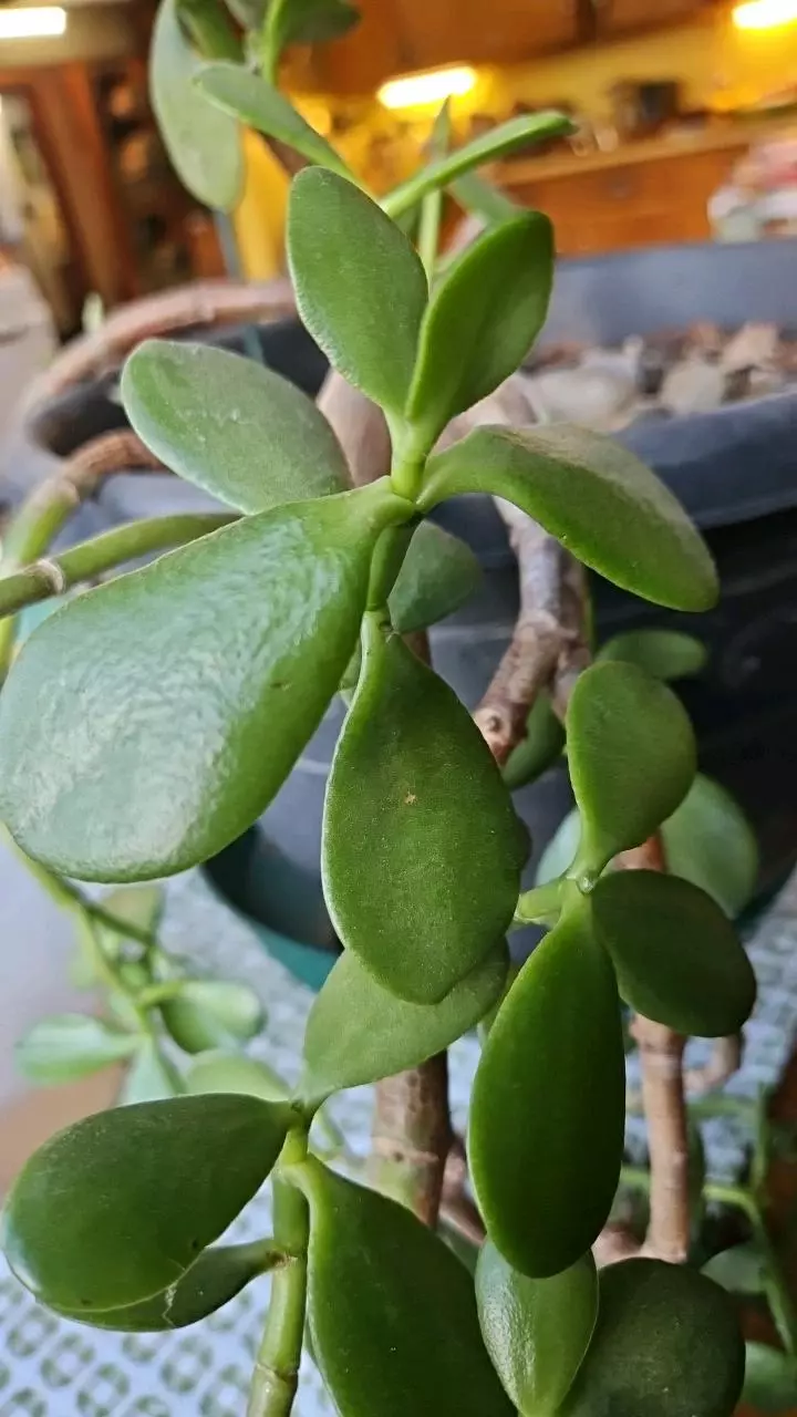 Jade Cutting Fresh Cut to order thumbnail