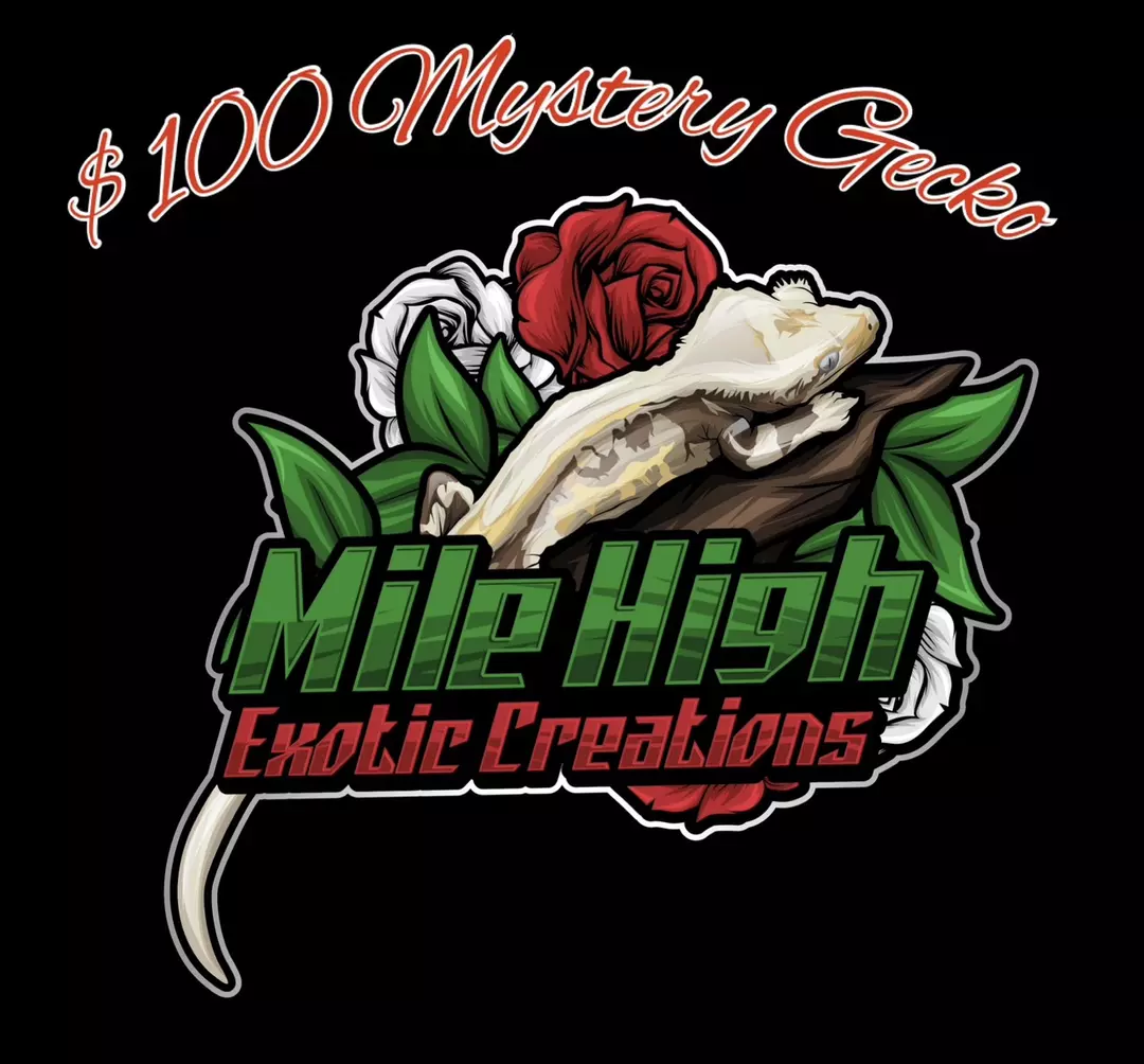 $100 Mystery Crested Gecko thumbnail
