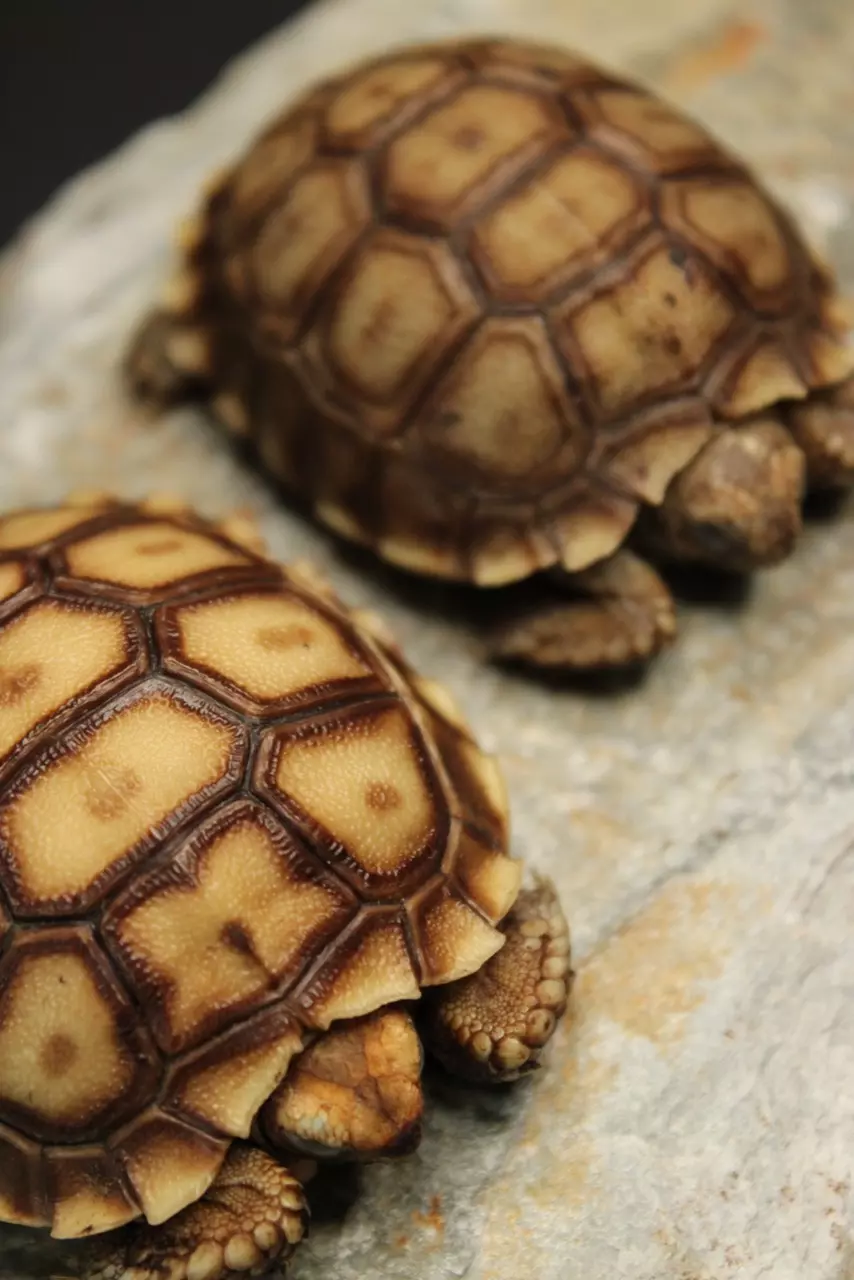 Sulcata Tortoise thumbnail