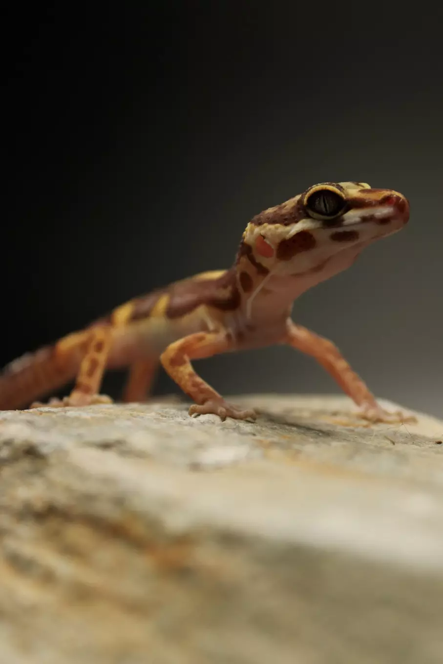 Leopard Gecko thumbnail