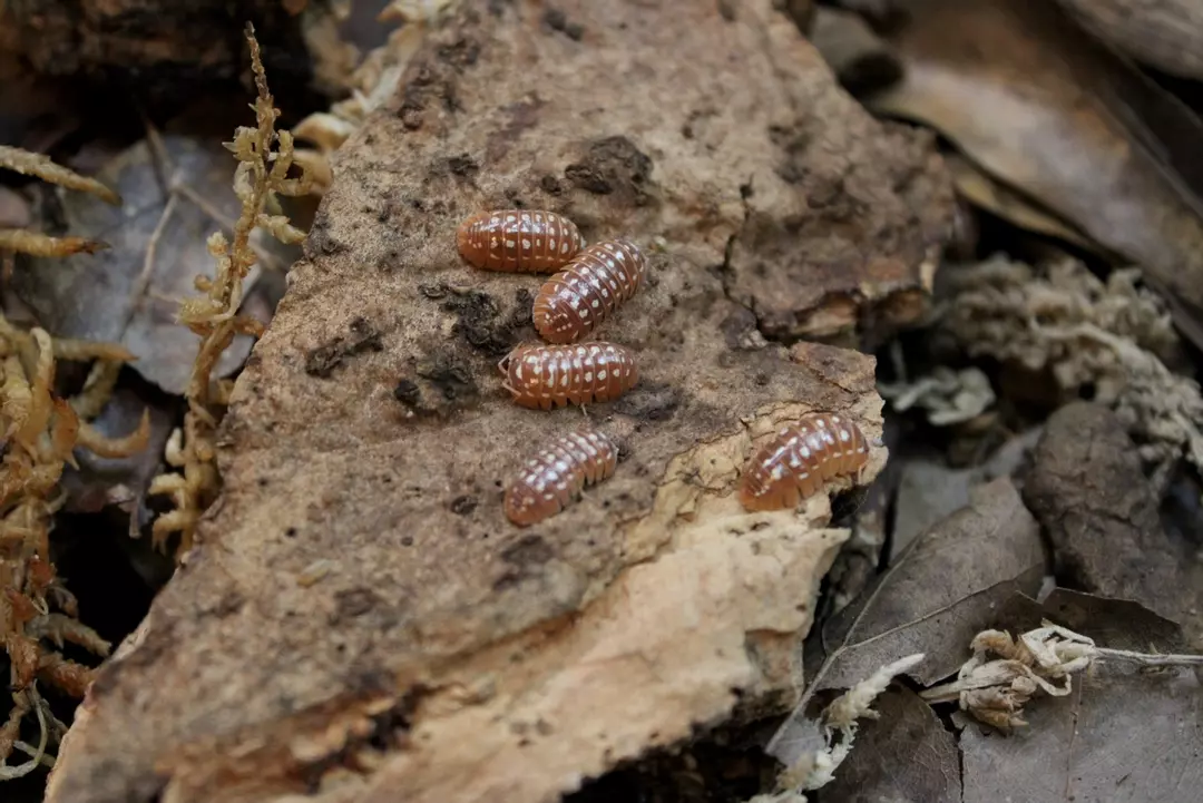 Armadillidium 'Orange Werneri' 8ct thumbnail