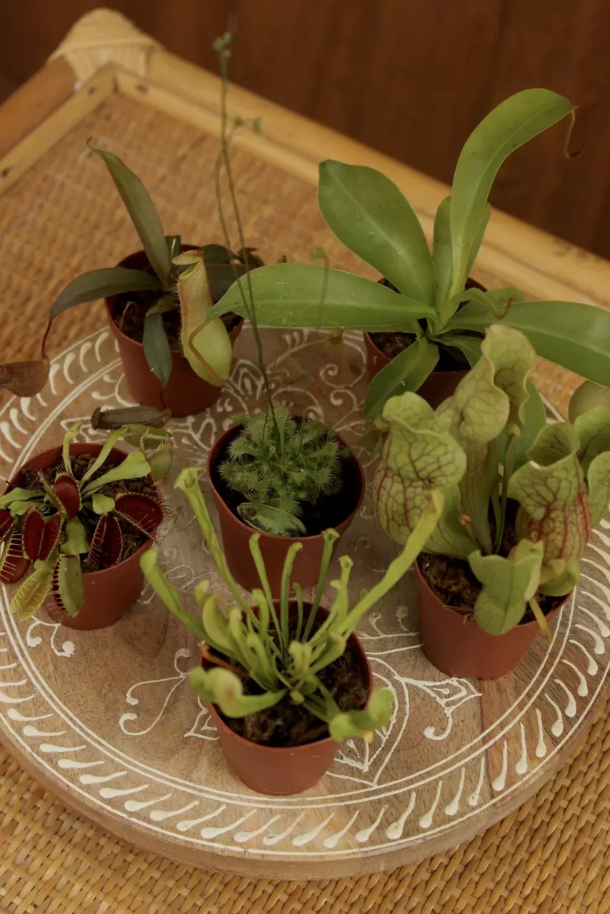 2” Carnivorous Bundle (5 Plants) thumbnail