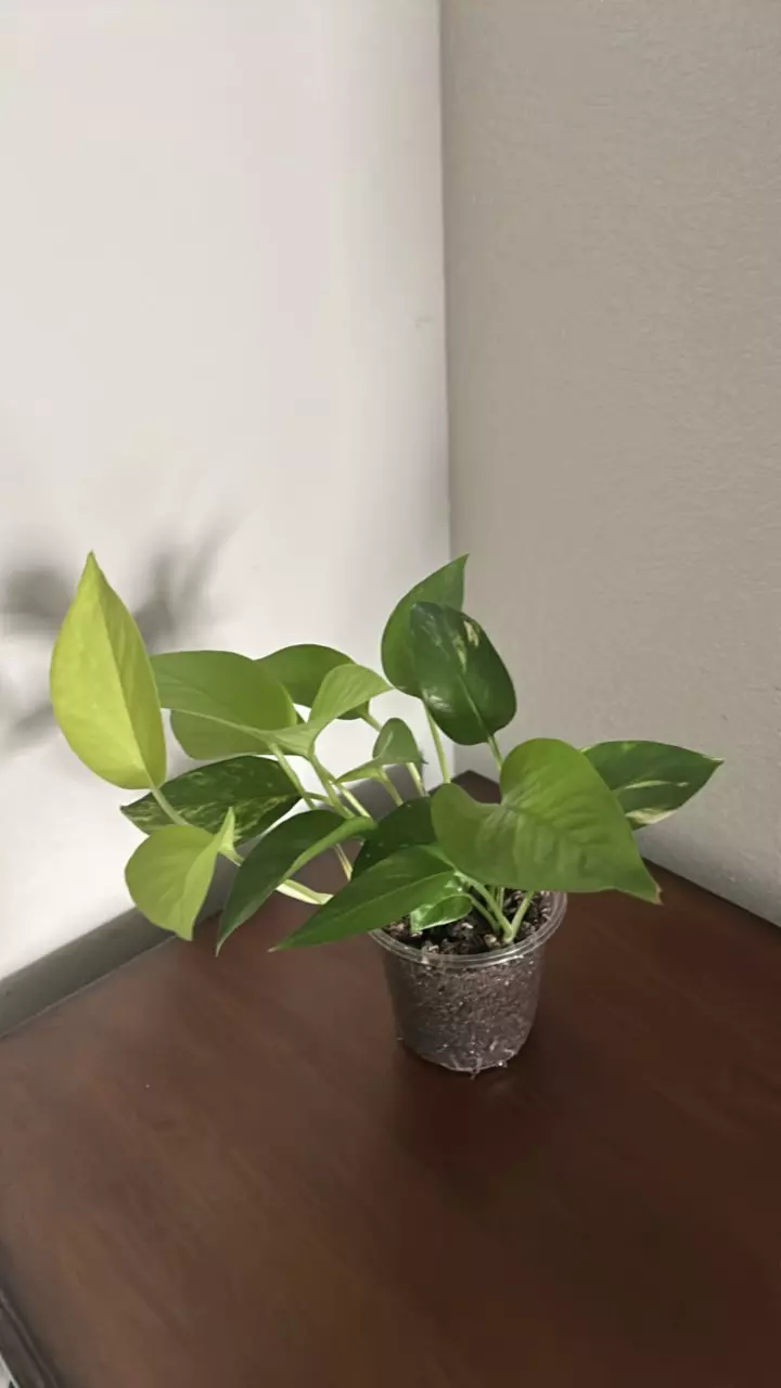 Neon and golden Pothos Devil Ivy Plants thumbnail