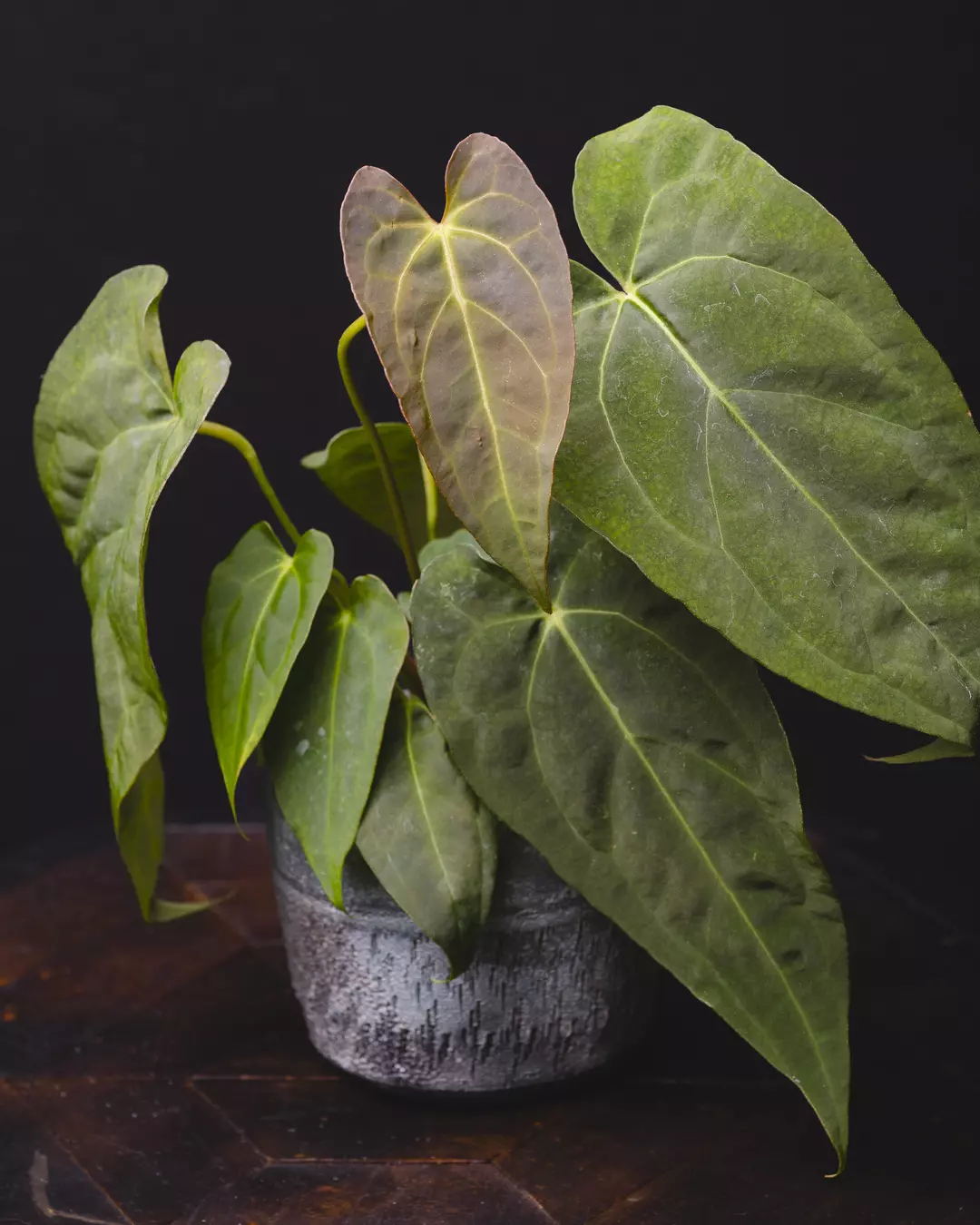 Anthurium 'Red Crystal' X Crystallinum 4" thumbnail