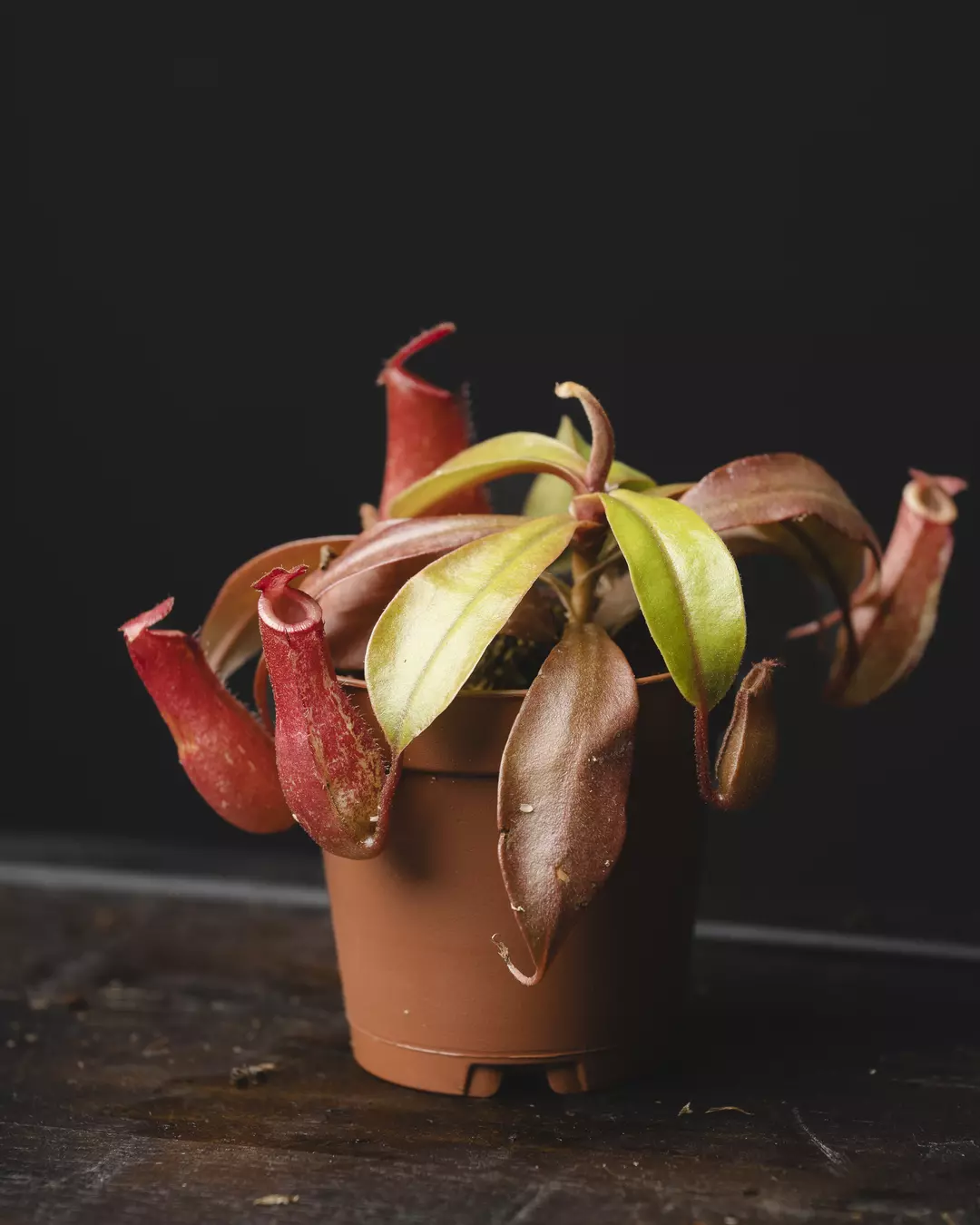 Nepenthes lowii × ventricosa 2" thumbnail