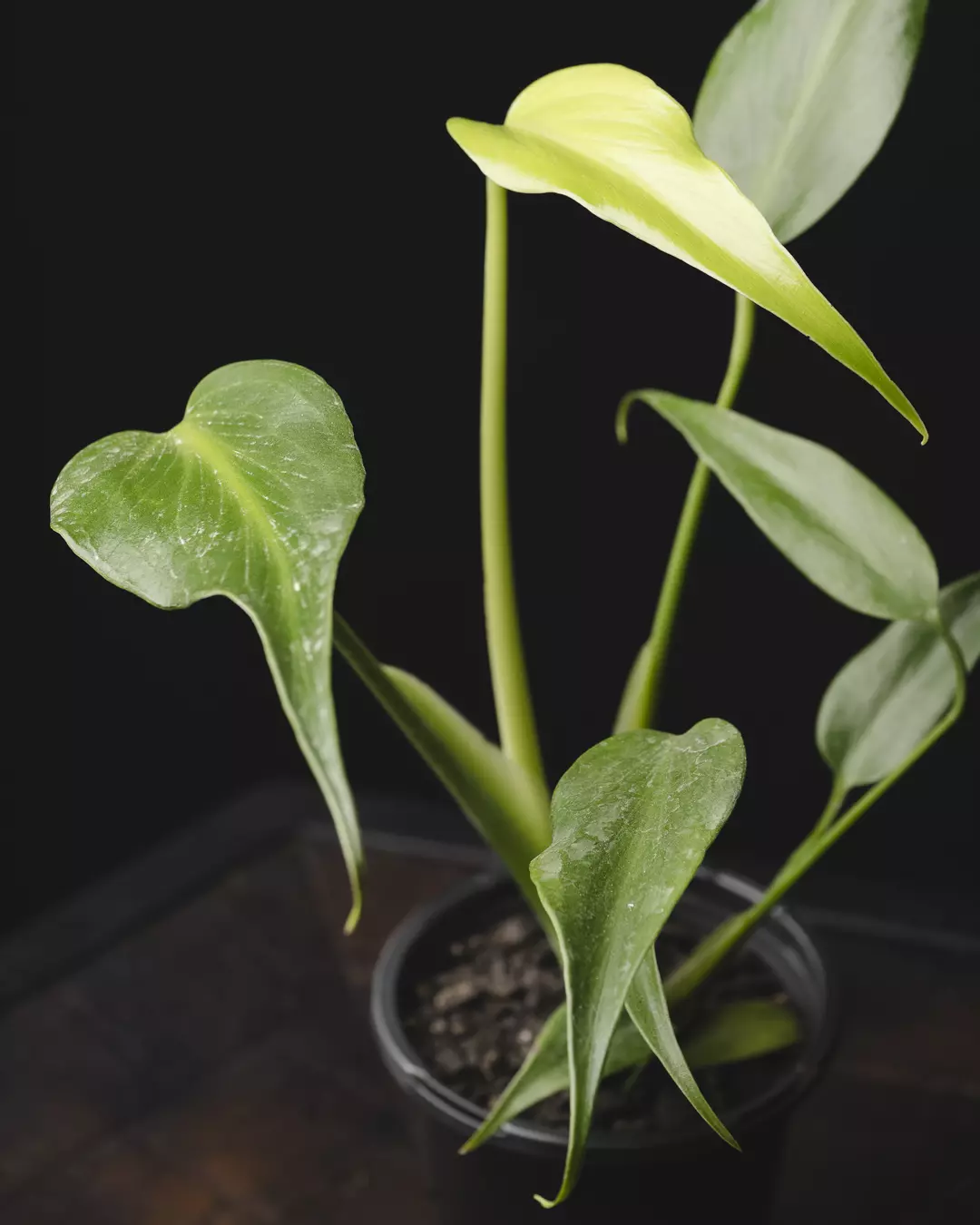  Monstera 'Burle Marx Flame' 4" thumbnail