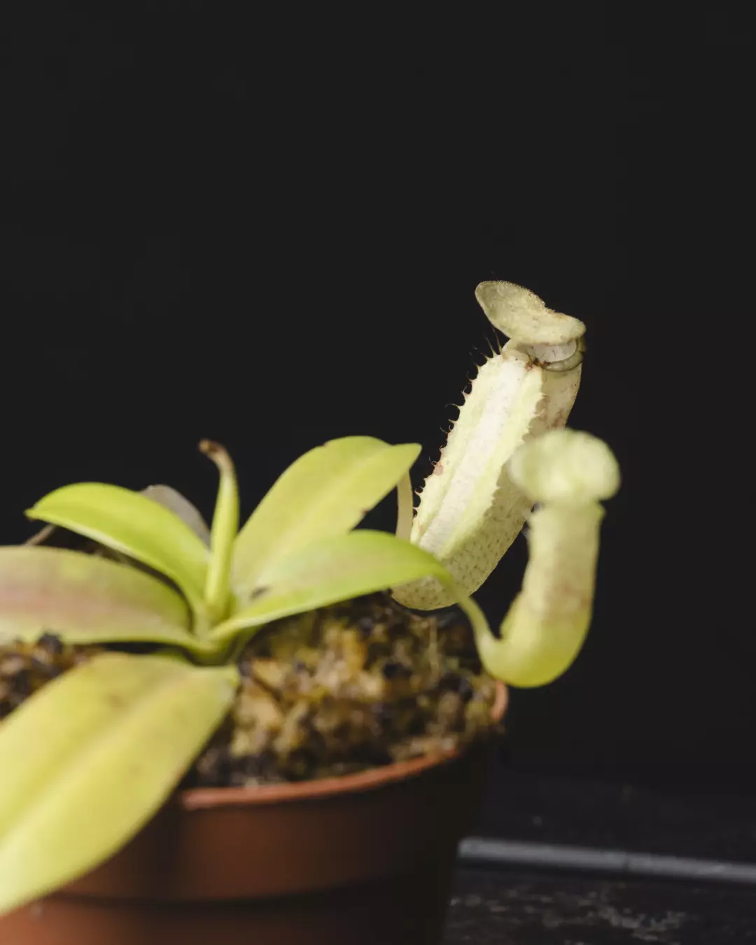 Nepenthes sanguinea 4" thumbnail