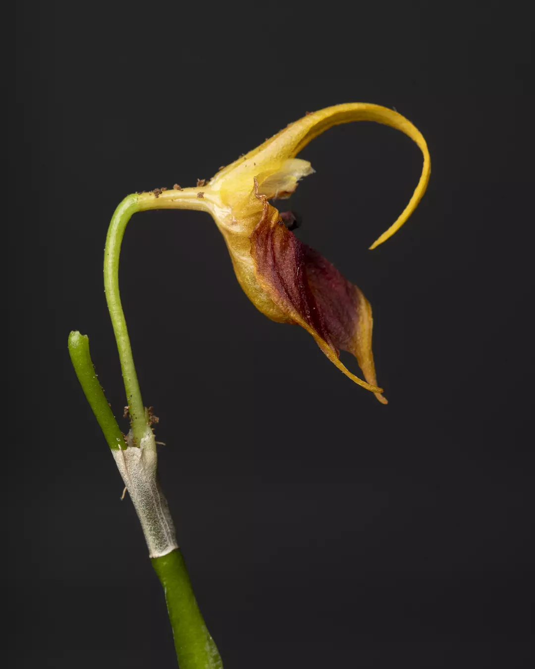 Masdevallia Pinocchio 'Cheyenne' 3" thumbnail