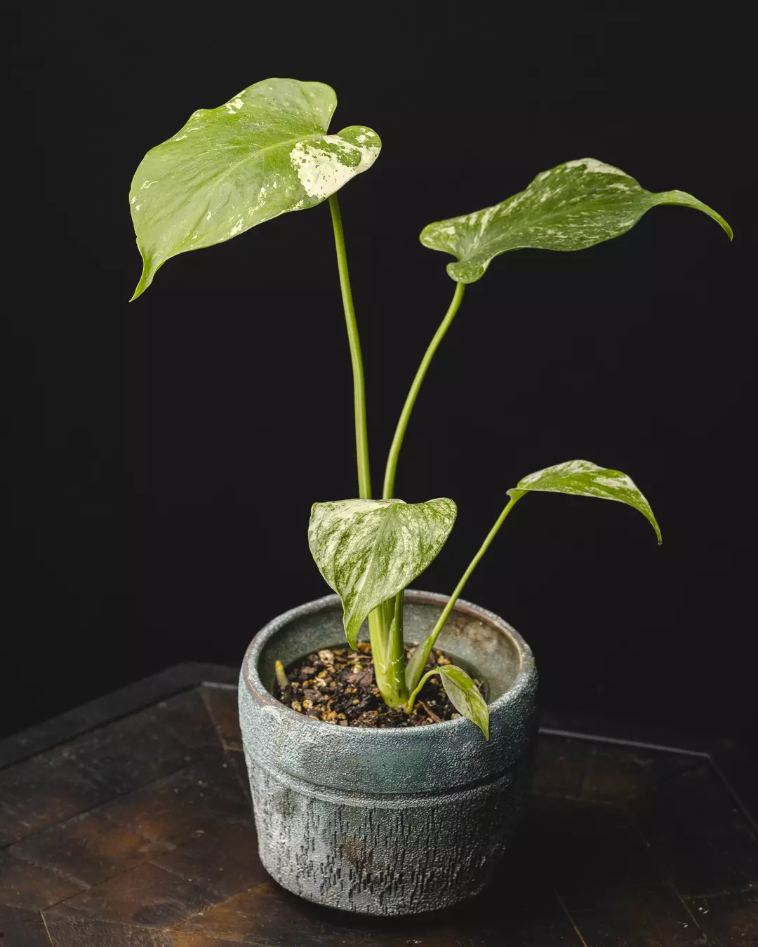 Monstera delicios ‘Mint’ 3.5" thumbnail