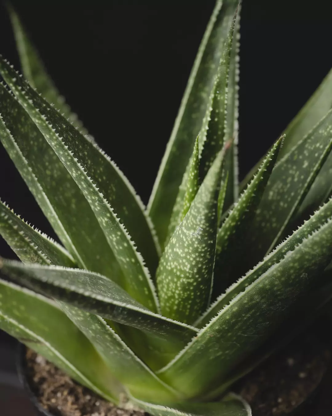 Gasteria ‘Morombe’ 4" thumbnail