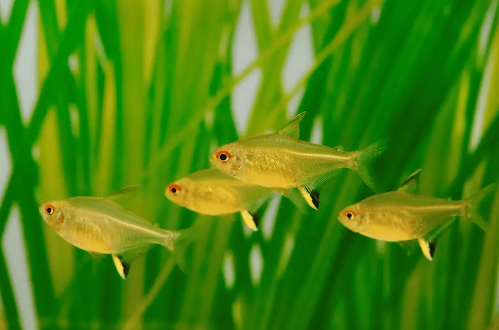 6 pack Lemon tetra thumbnail