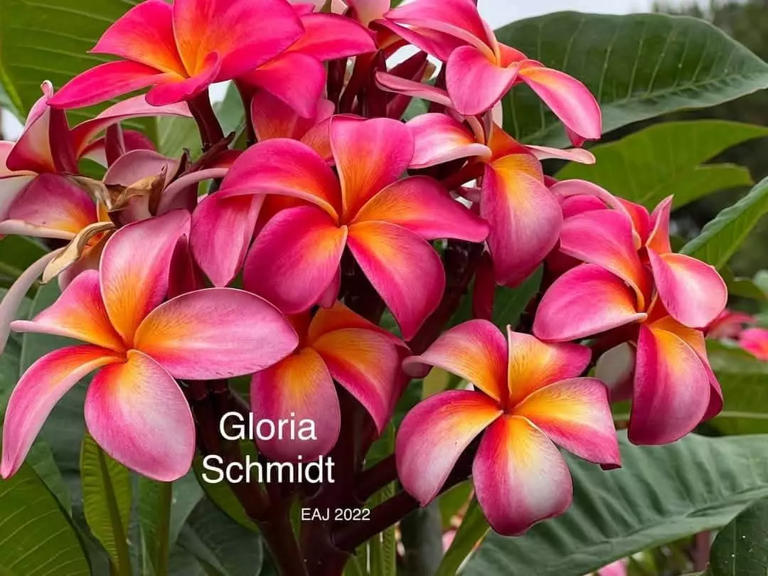 Gloria Schmidt Plumeria by EAJ 2022 from Harris Plumeria Co. thumbnail
