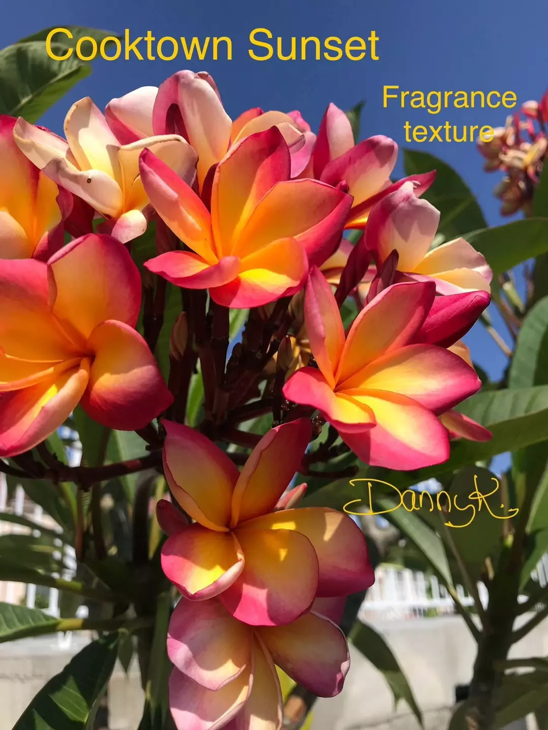 Cooktown Sunset Plumeria by Danny K from Harris Plumeria Co. thumbnail