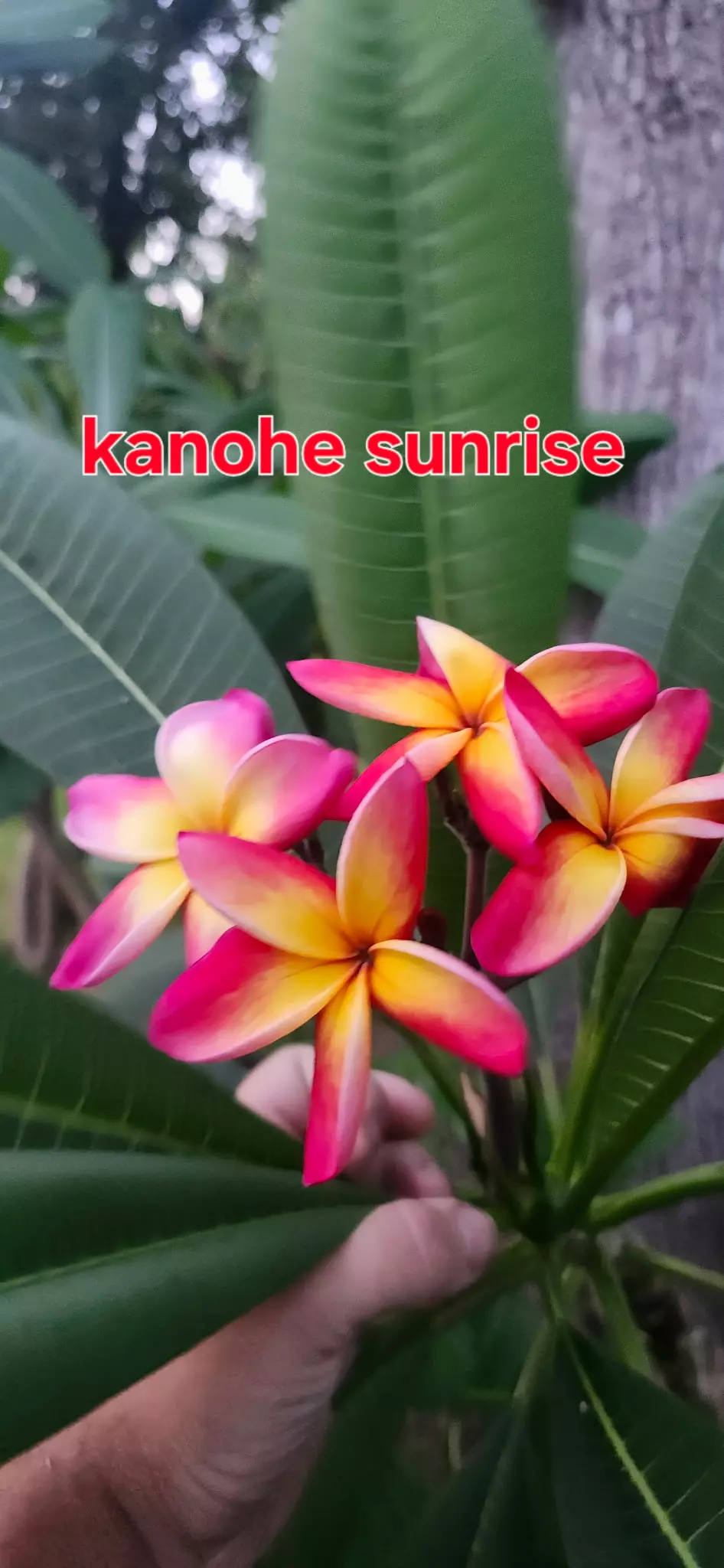 Kanohe Sunrise from Harris Plumeria Co. thumbnail