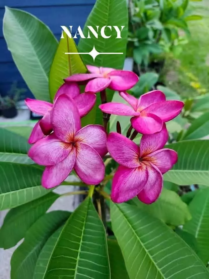 NANCY plumeria Plumeria from Harris Plumeria Co. thumbnail