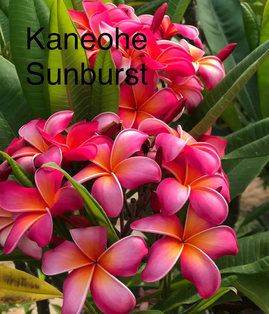 Kaneohe Sunburst from Harris Plumeria Co. thumbnail