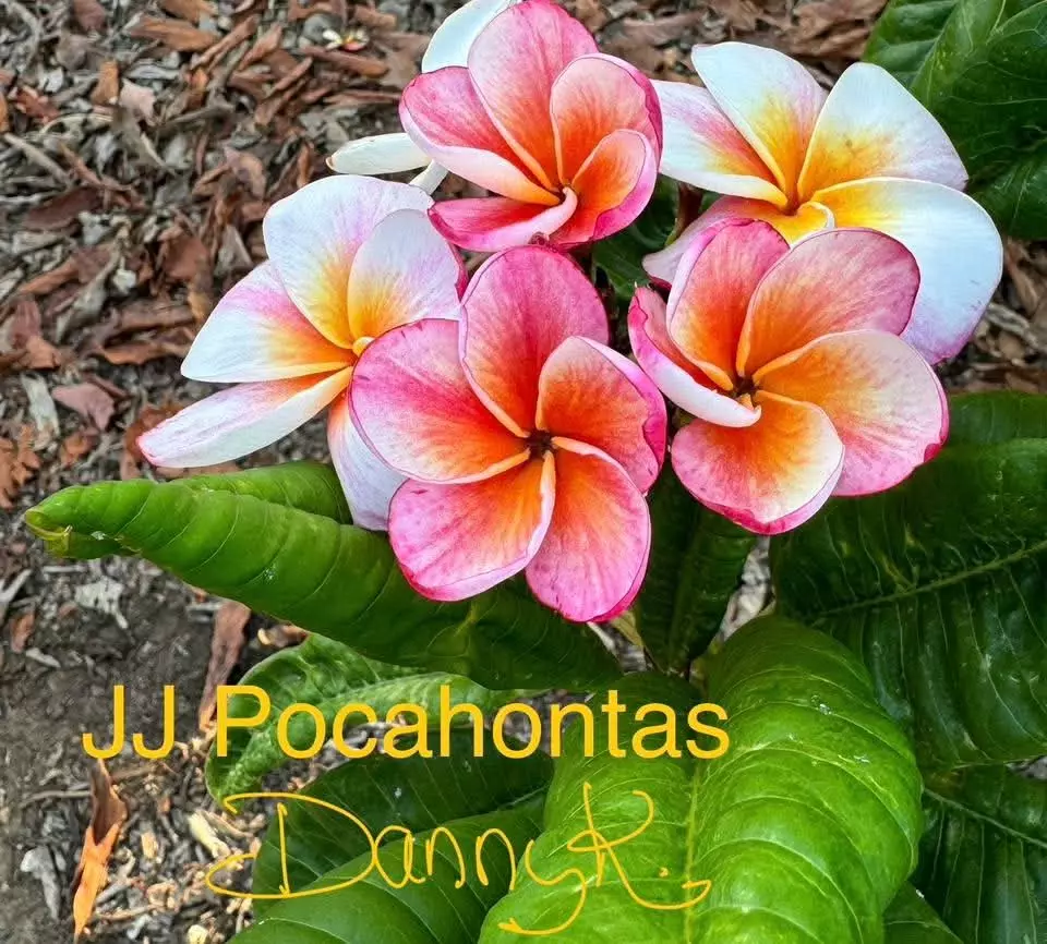 JJ.Pocahontas from Harris Plumeria Co. thumbnail